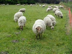 Kudde schapen begraast de dijken